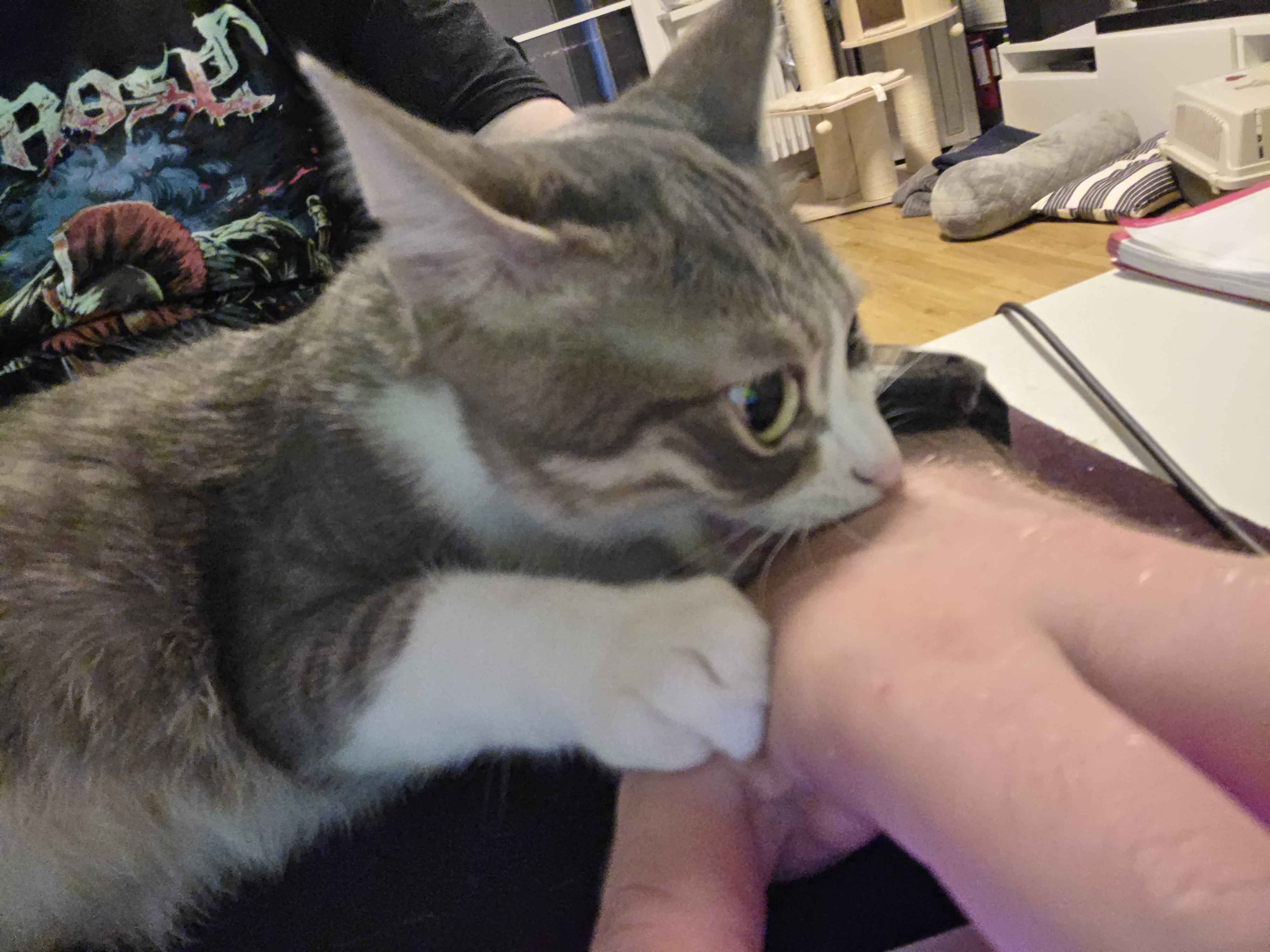 Kätzchen beisst Hand