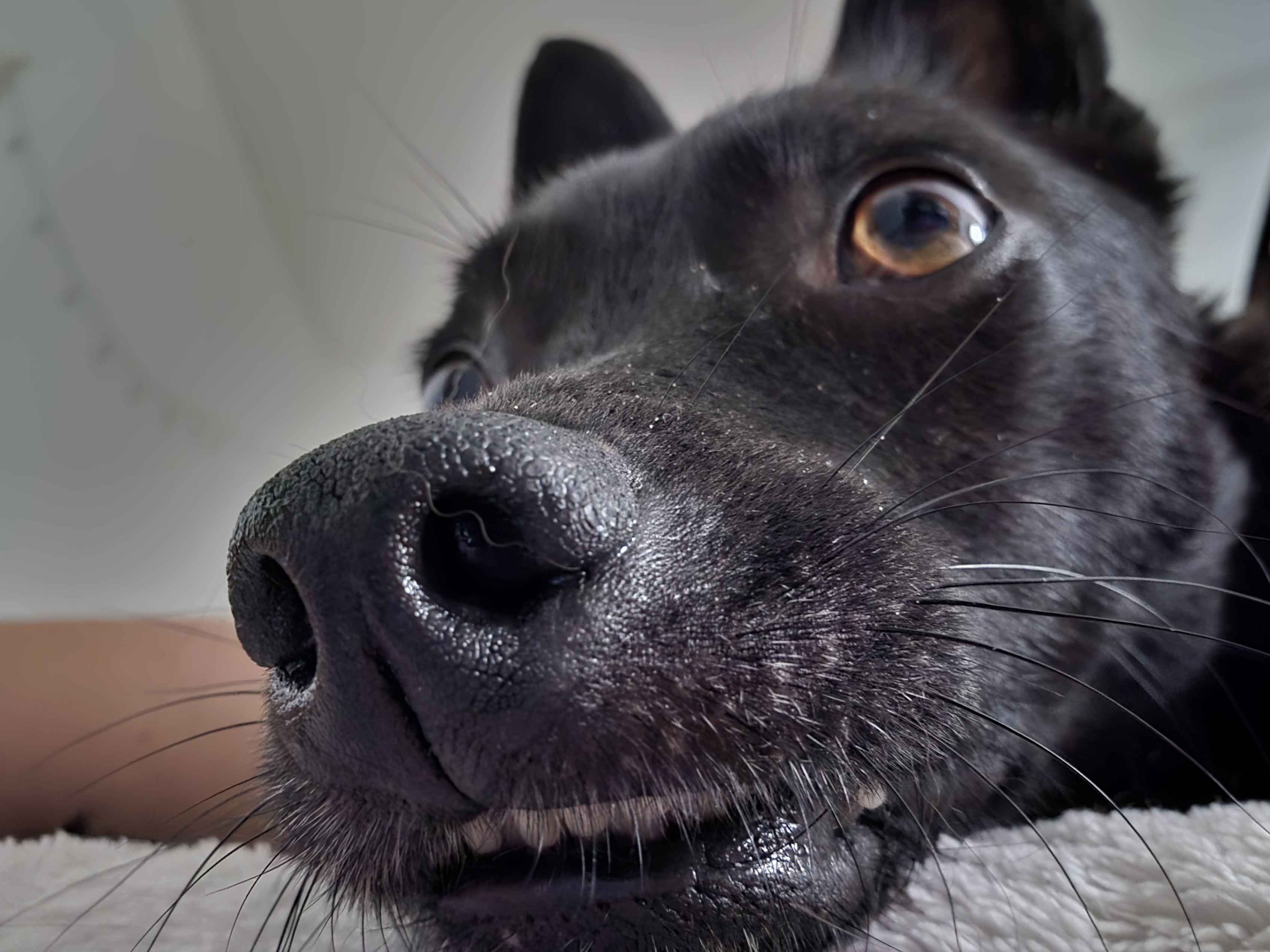 Hundeschnauze Nahaufnahme