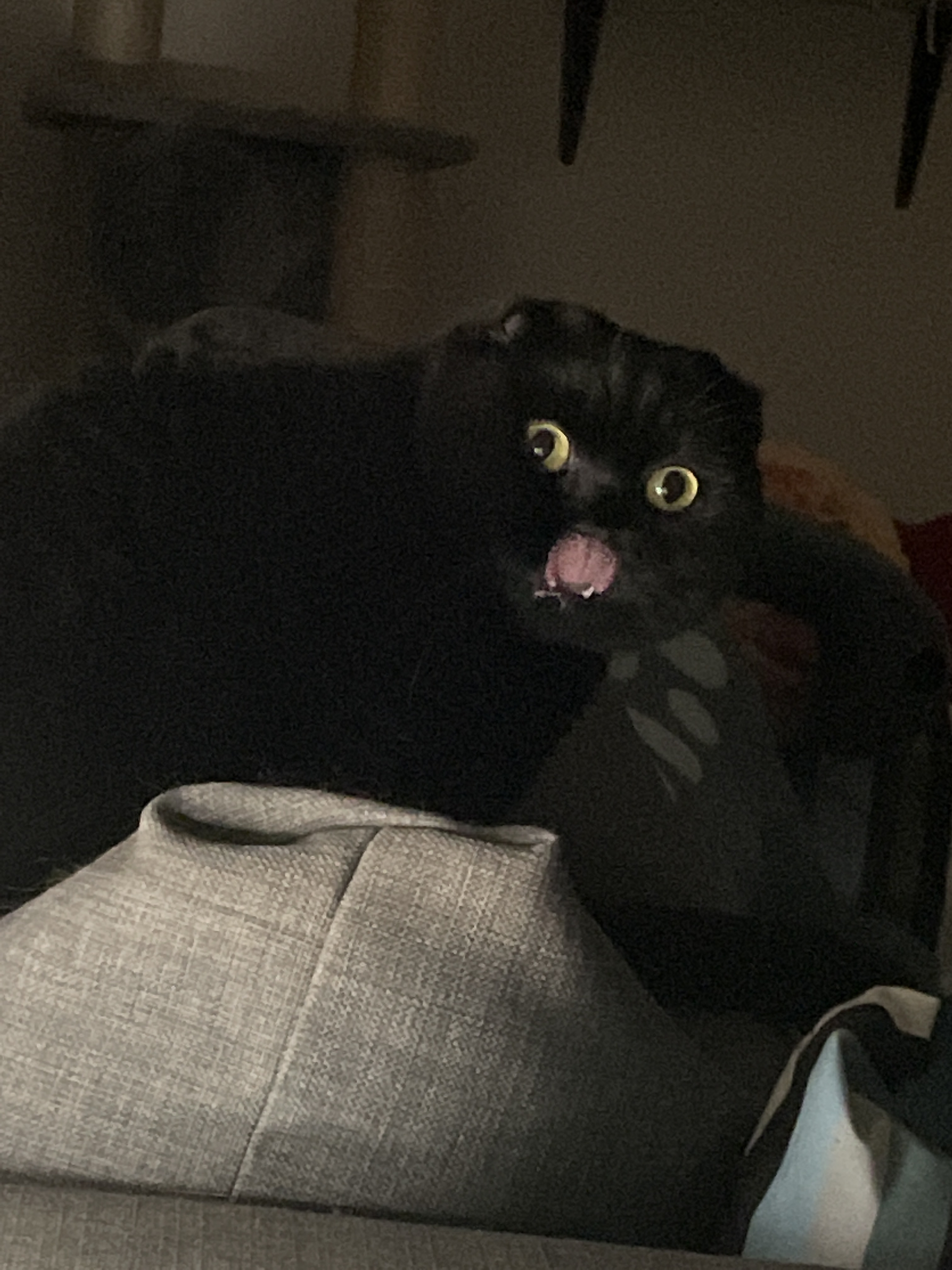 Schwarze Katze Blep