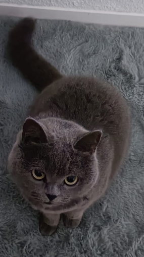 Maus auf Teppich